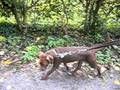 red nose pitbull chico 8