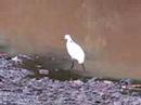 Little Egret ??? Little Egret ???
