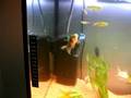 New fish tank... Complete!