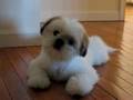 Cute Shih Tzu Puppy Romeo Tilting Head Funny