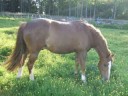My Horses