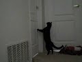 Cat After Tuna!