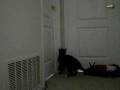 videos de Cat After Tuna!