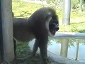 ONE OF THE WORLD'S RAREST PRIMATES, THE DRILL