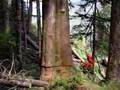 6 footer tree falling
