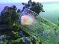 DIY Reef Food