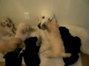 Pups and Allee