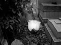 La Rose Blanche