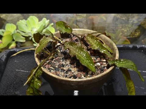 how to transplant aquatic plants