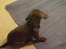 Zoey