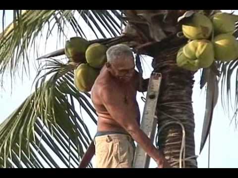 how to harvest coconut