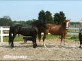 Horse Breeding
