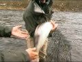 varzina fishing promo video :: ...