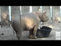 Rhino Update 9/14/2007: Zuri weigh-in & target training