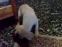 ladrador golden retriver
