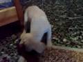 ladrador golden retriver