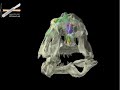 WitmerLab: Majungasaurus skull WitmerLab: Majungasaurus skull