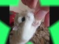 Types of Hamster Types of Hamster