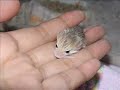 baluchistan pygmy jerboa?babys