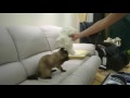 Fugu vs Persian Cat