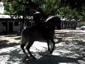 caballo bailador caballo bailador