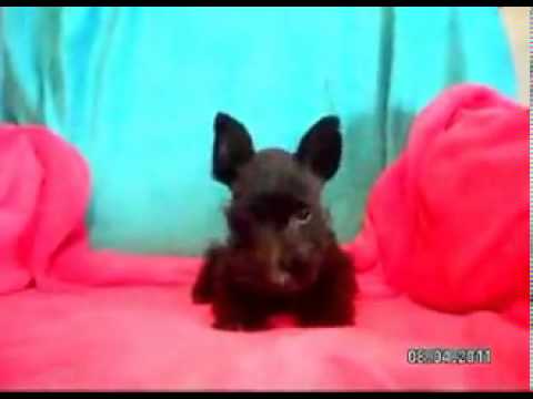Michael - black boy