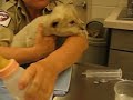 The cutest thing-- a baby lion