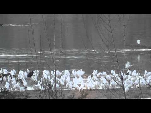 Las lagunas del sur de Córdoba, vergeles de aves y vegetación esta primavera 0 Las lagunas del sur de Córdoba, vergeles de aves y vegetación esta primavera