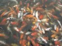 variegated carp variegated carp