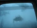 Ice Fishing Perch Underwater video