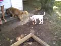 bailey and duff