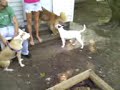bailey and duff