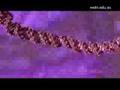 Mr-DNA