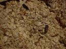 Mealworm colony