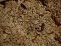 Mealworm colony