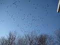 Invasion of Canada Geese
