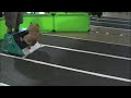 Bentley and Sydney compete in Flyball Pairs at the Memphis U-Fli tournament in Memphis on May 26, 2008			