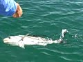 Mike Alperin light tackle roosterfish Mike Alperin light tackle roosterfish