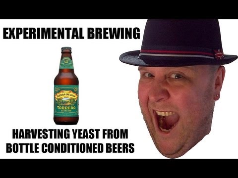 how to harvest beer yeast