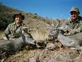 Deer Hunt Arizona Coues Whitetail Dec 2006 Deer Hunt Arizona Coues Whitetail Dec 2006