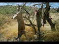 Deer Hunt Arizona Coues Whitetail Dec 2006