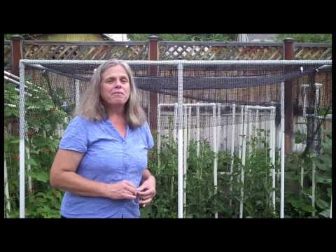 how to grow vegetables in pvc pipe