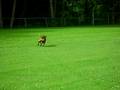 videos de Cane Corso play