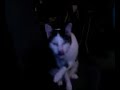Maxi der faule Kater