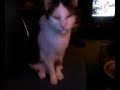 Maxi der faule Kater
