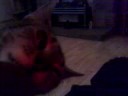 My cat Billie and a big Chocolate Lollie Pop!! My cat Billie and a big Chocolate Lollie Pop!!
