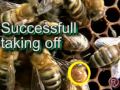 bees fighting varoa
