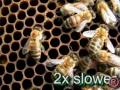 bees fighting varoa