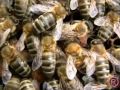 bees fighting varoa