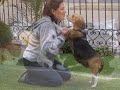 Beagle Per� - nuestras hijas desde el principio...